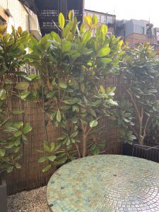 Courtyard 2